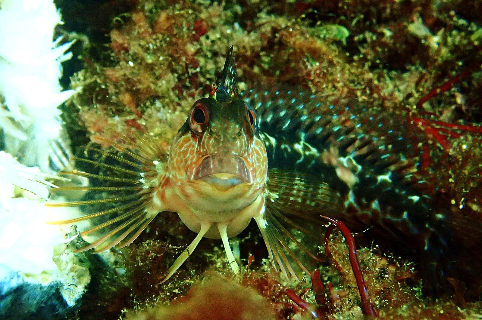 Hondarribia acogió el Campeonato Navarro de Fotografía Submarina